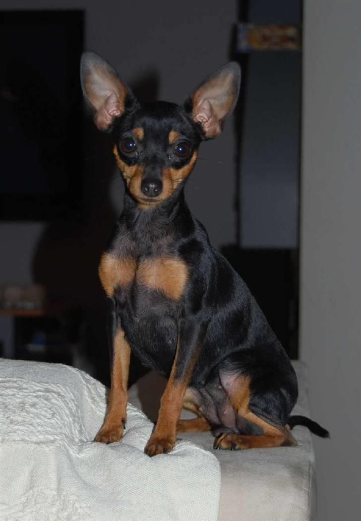 Prazsky krysarik Clea - Så er hun efterhånden blevet en fin voksen dame på et års tid. billede 11