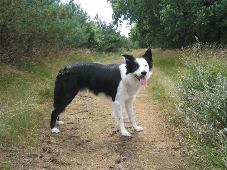 Border collie Blue - Blue 2 år billede 9