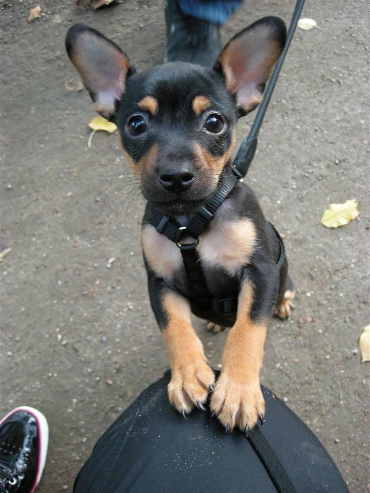 Dvaergpinscher hustler billede 1