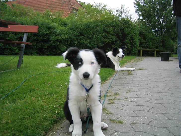 Border collie Blue billede 10