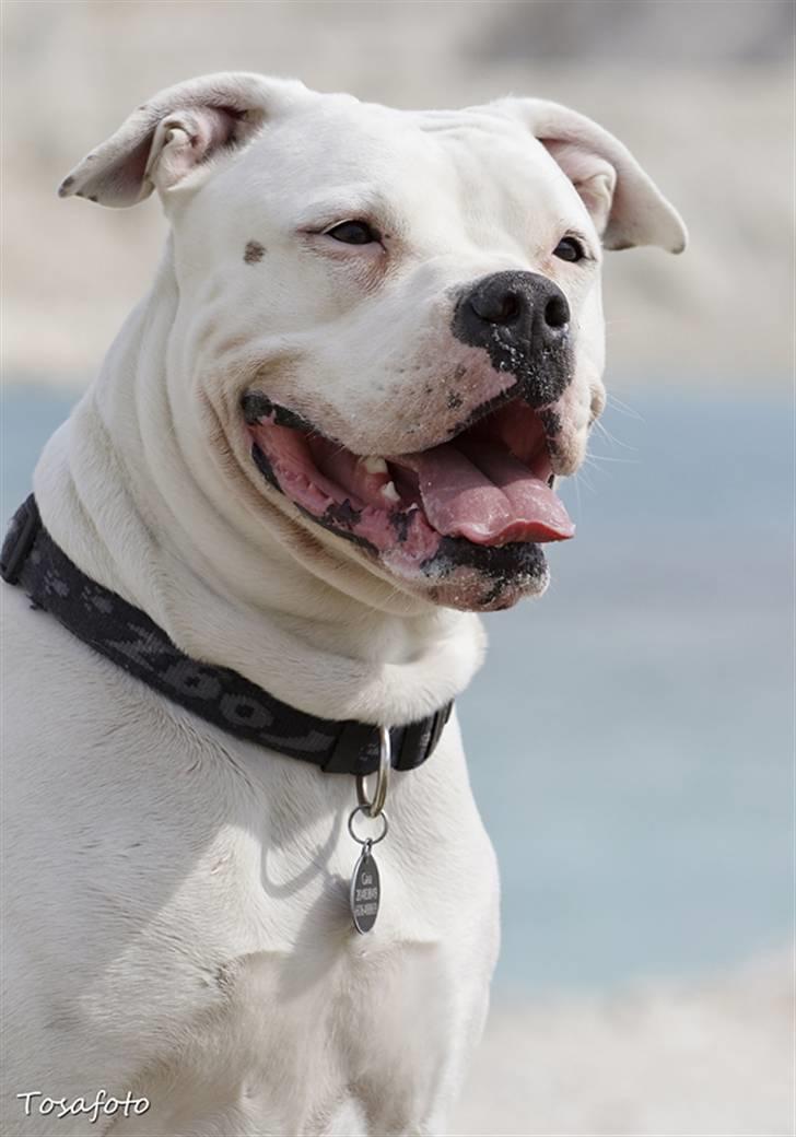 Amerikansk bulldog Kettners Esmeralda"Gaia" 11.03.2007-23.07.2019 billede 12