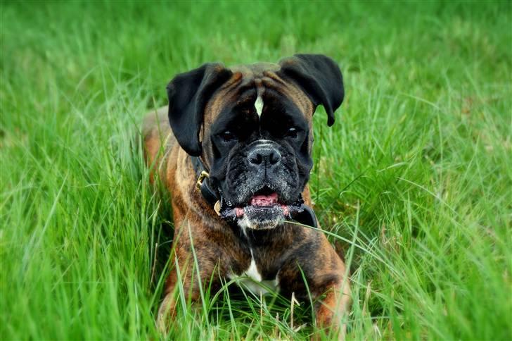 Boxer Ana - Ana nyder foråret, og græs er det bedste  billede 1