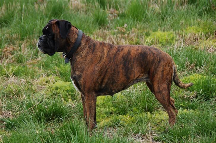 Boxer Ana billede 2