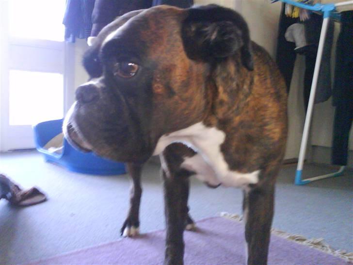 Boxer Bonnie **RIP** billede 2