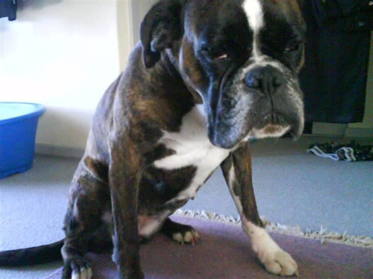 Boxer Bonnie **RIP** billede 3