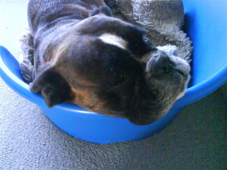 Boxer Bonnie **RIP** billede 4