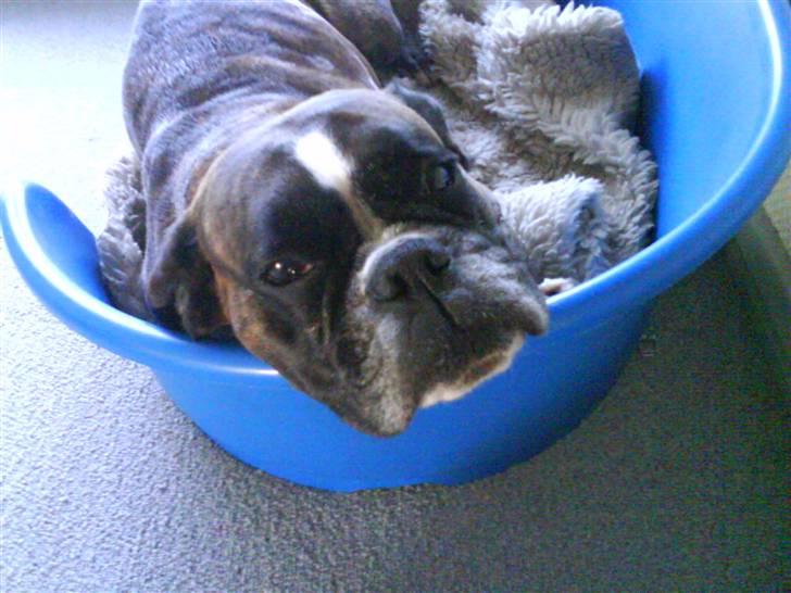 Boxer Bonnie **RIP** billede 5