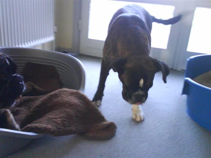 Boxer Bonnie **RIP** billede 6