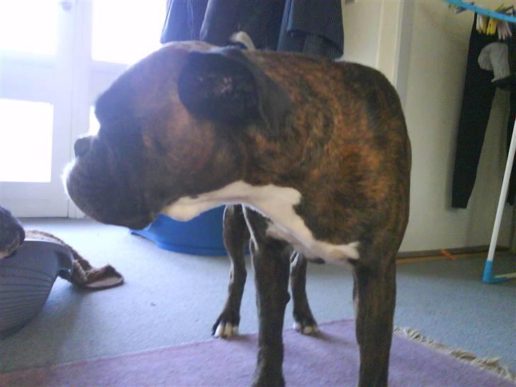 Boxer Bonnie **RIP** billede 7