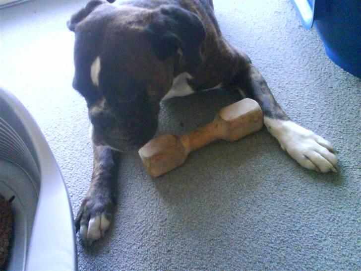 Boxer Bonnie **RIP** billede 8