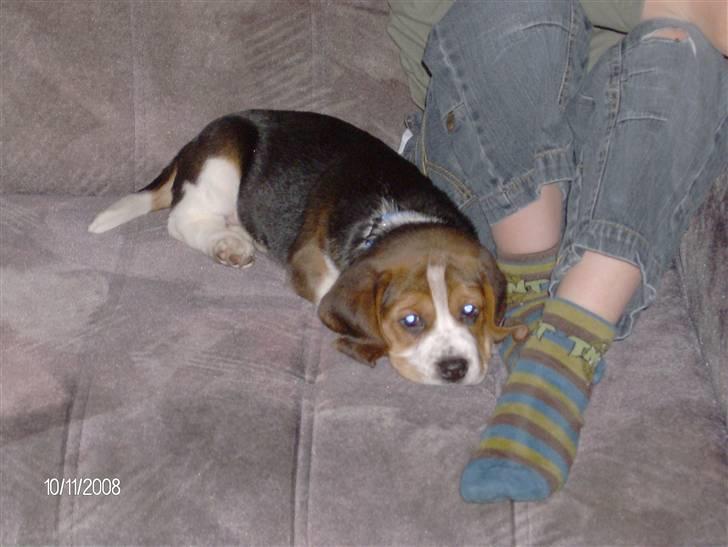 Beagle Diesel billede 6