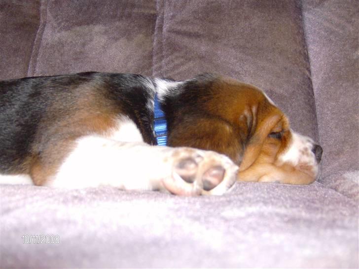 Beagle Diesel billede 7