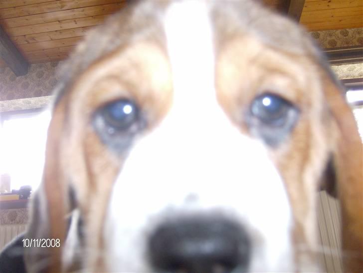 Beagle Diesel billede 8