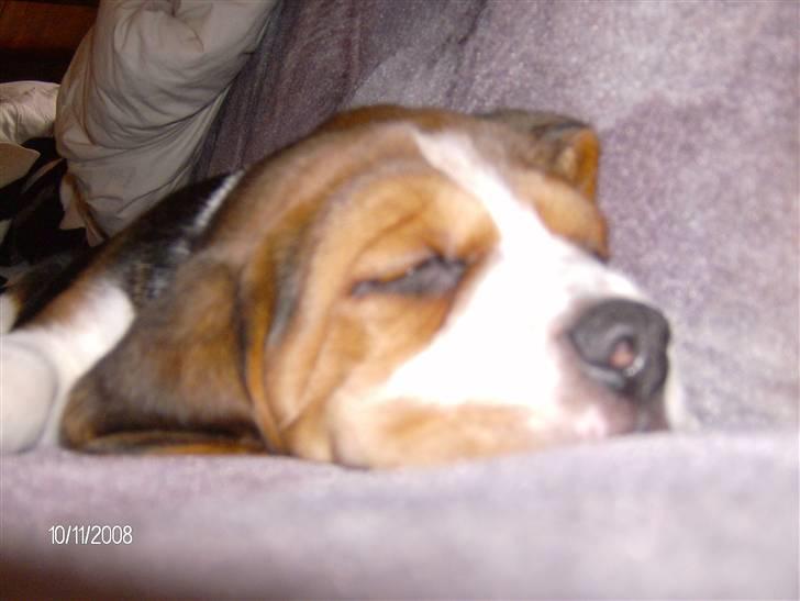 Beagle Diesel billede 9