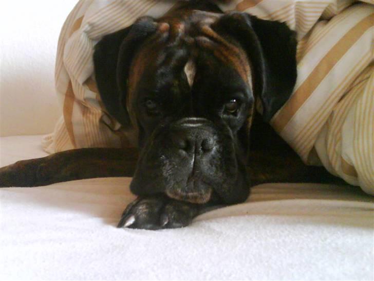 Boxer Ana billede 7