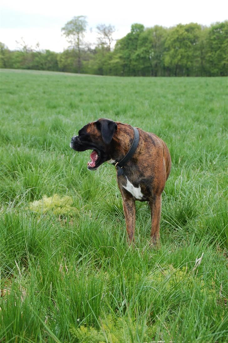 Boxer Ana - Mor bliv nu færdig med alle de billeder, vil lege!! billede 9