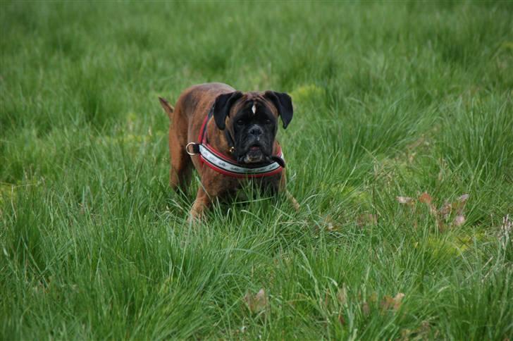 Boxer Ana billede 10