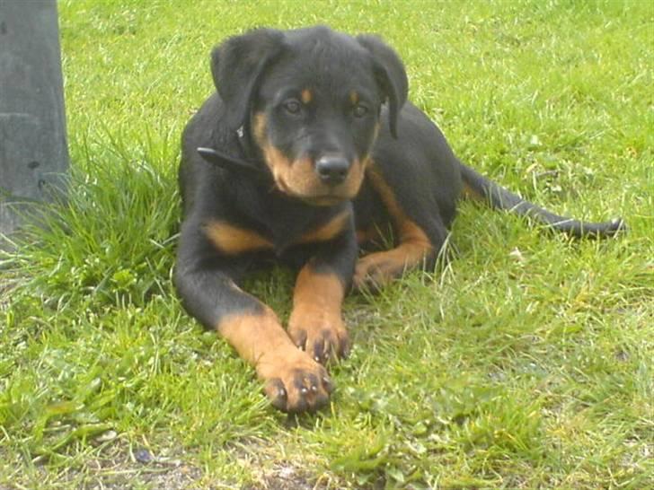 Rottweiler Gucci* billede 14