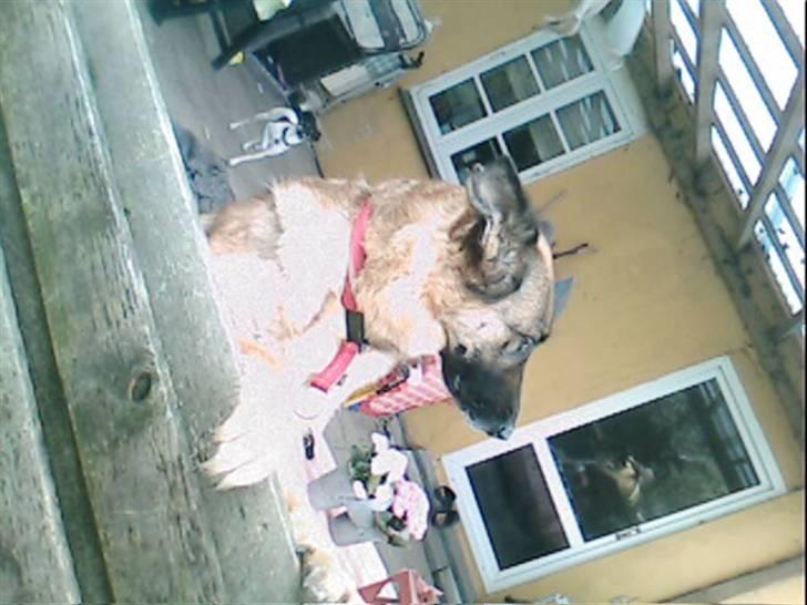 Schæferhund Never say never R.I.P :'( billede 1