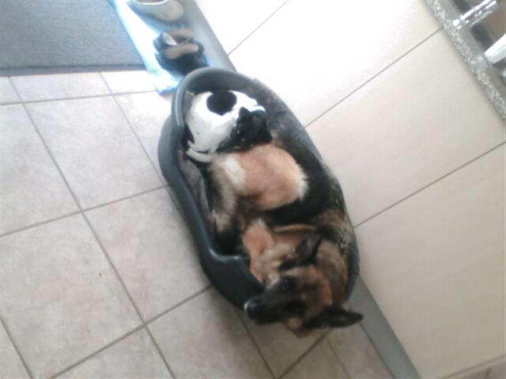 Schæferhund Never say never R.I.P :'( billede 2