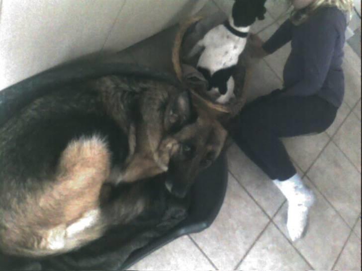 Schæferhund Never say never R.I.P :'( billede 3