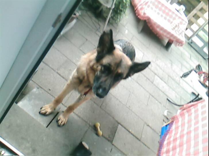 Schæferhund Never say never R.I.P :'( billede 4
