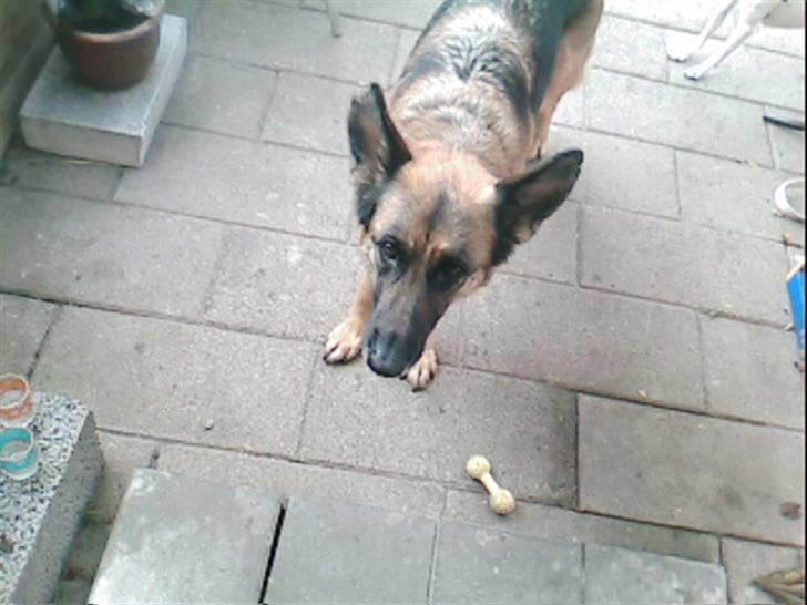 Schæferhund Never say never R.I.P :'( billede 5