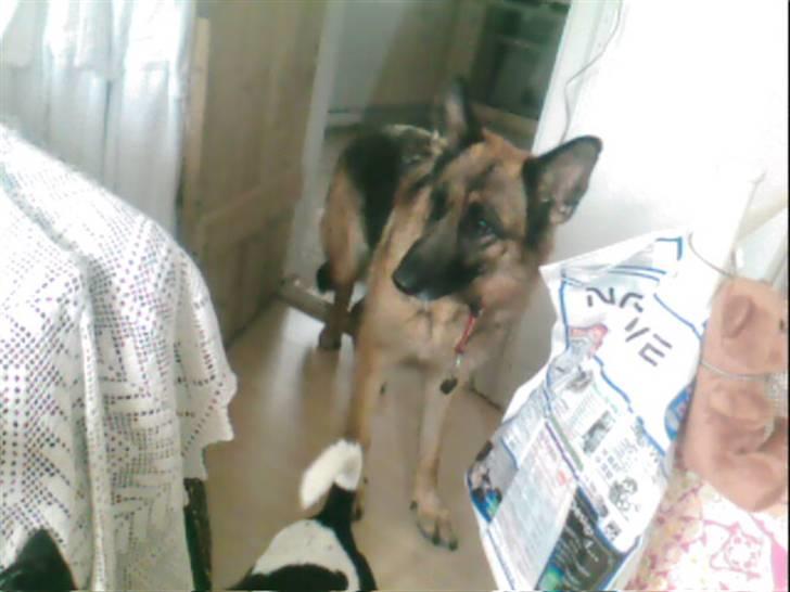 Schæferhund Never say never R.I.P :'( billede 6