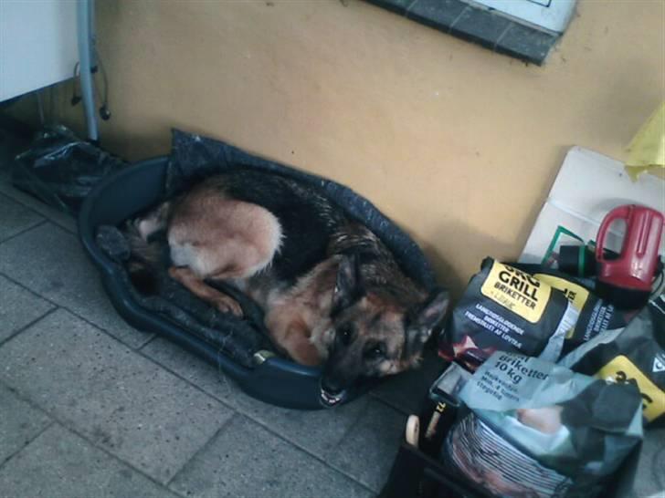 Schæferhund Never say never R.I.P :'( billede 7