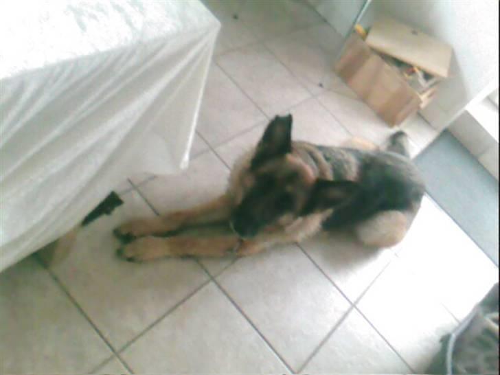 Schæferhund Never say never R.I.P :'( billede 8