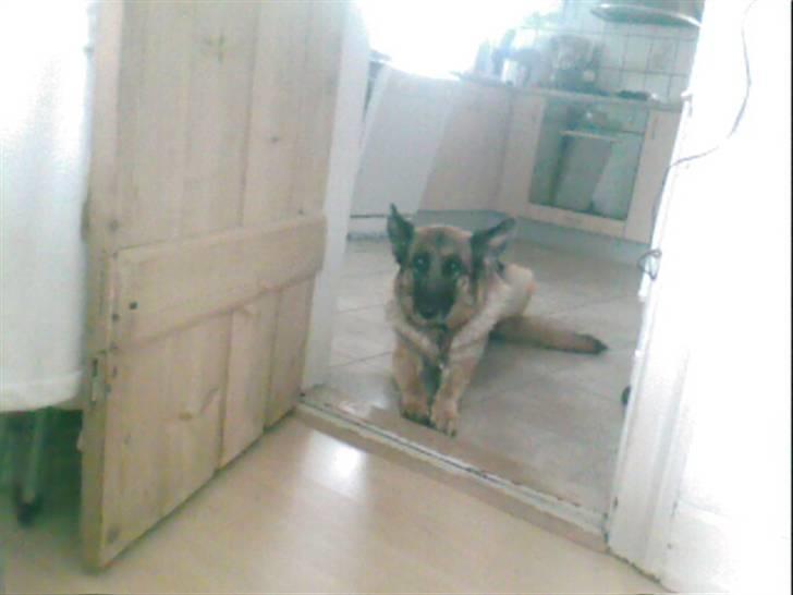 Schæferhund Never say never R.I.P :'( billede 9