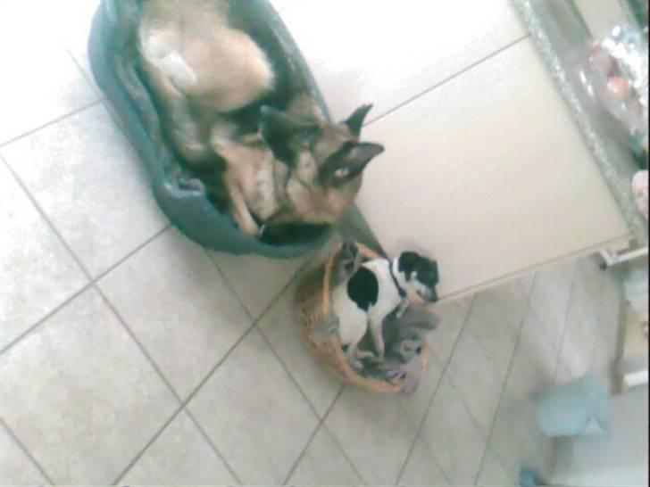 Schæferhund Never say never R.I.P :'( billede 10