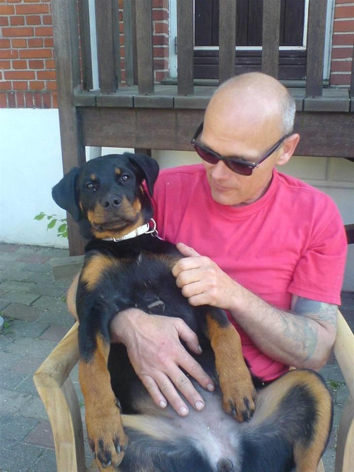 Rottweiler Gucci* billede 15