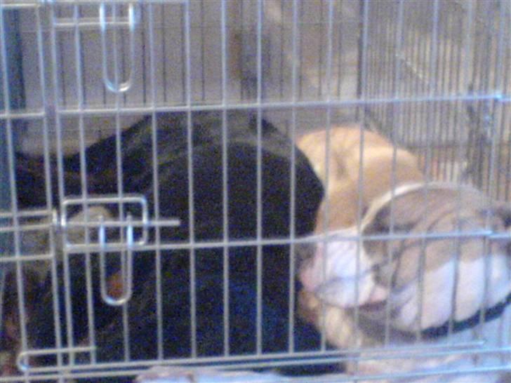 Rottweiler Gucci* billede 16