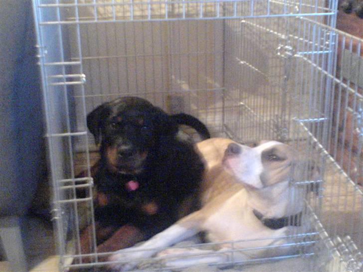 Rottweiler Gucci* billede 17