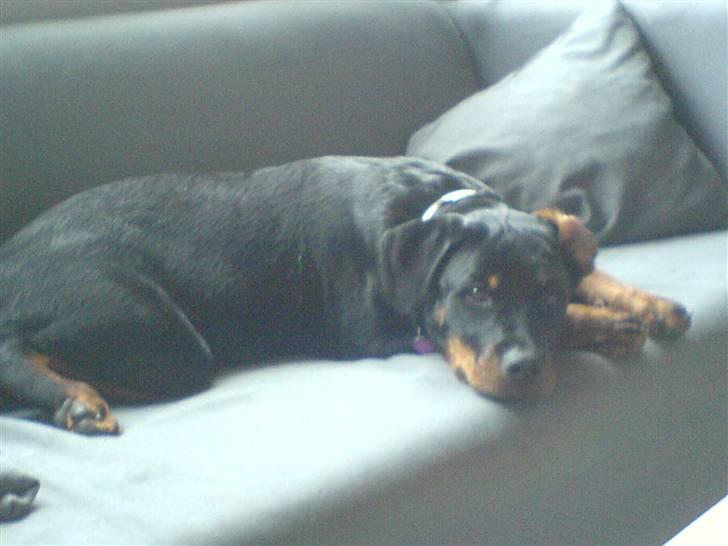 Rottweiler Gucci* billede 18