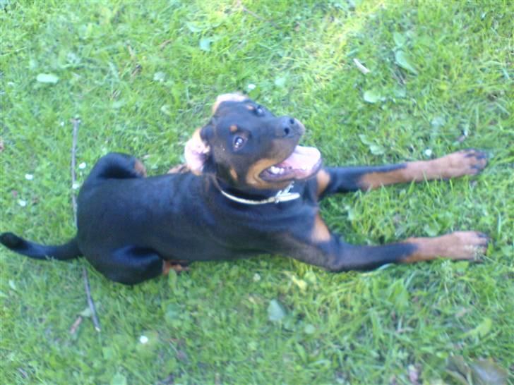 Rottweiler Gucci* billede 19