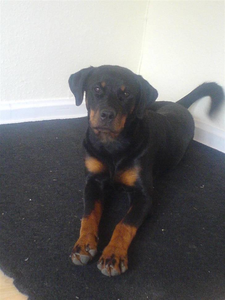 Rottweiler Gucci* billede 20