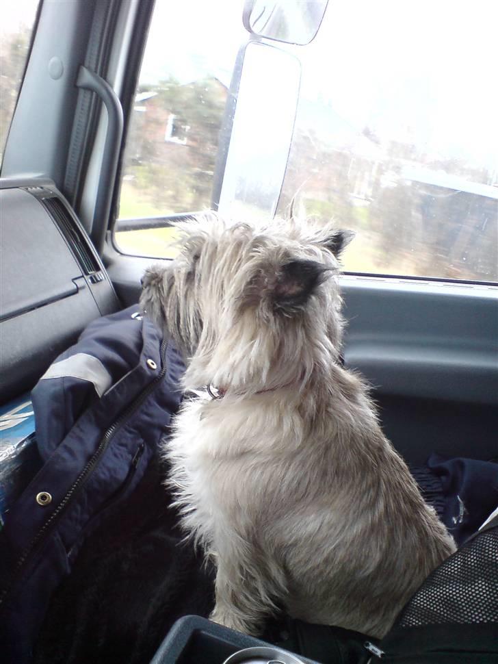 Cairn terrier sille billede 1