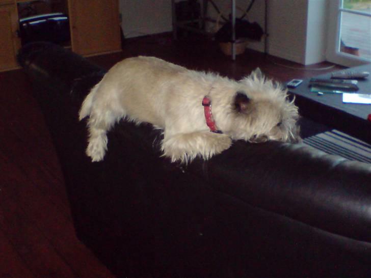 Cairn terrier sille - silles favorit hvile plads med udsigt over hele haven og huset billede 2