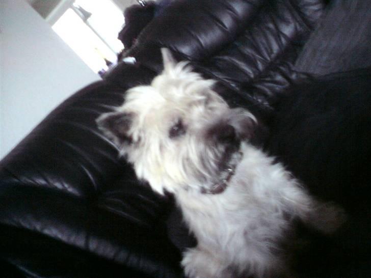 Cairn terrier sille billede 3