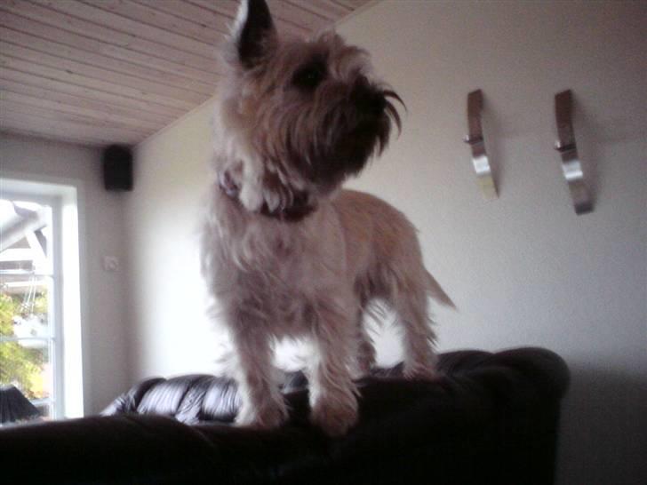 Cairn terrier sille billede 4