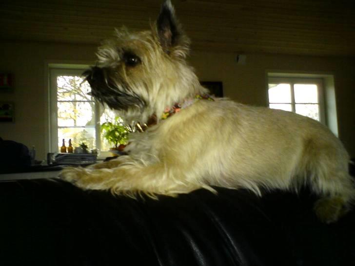 Cairn terrier sille billede 5
