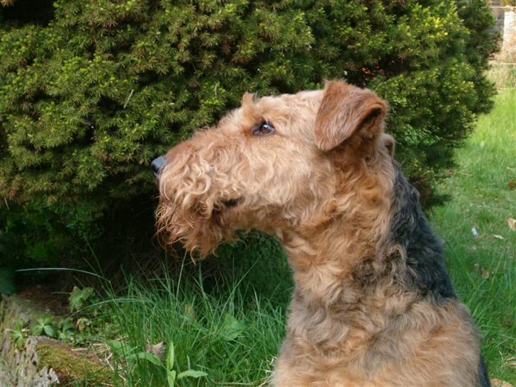 Airedale terrier Zeus - R.I.P 2002-2009 billede 4
