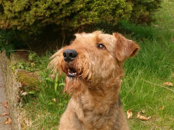 Airedale terrier Zeus - R.I.P 2002-2009 billede 5