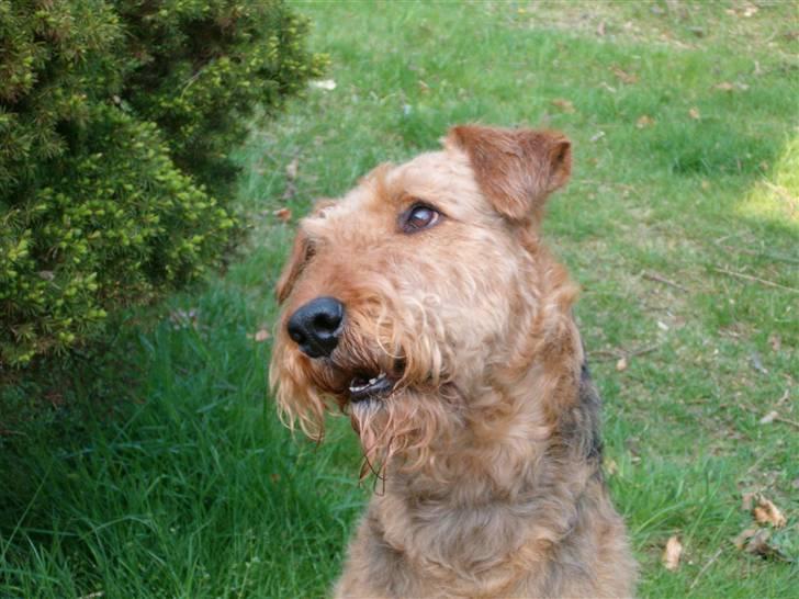 Airedale terrier Zeus - R.I.P 2002-2009 billede 6