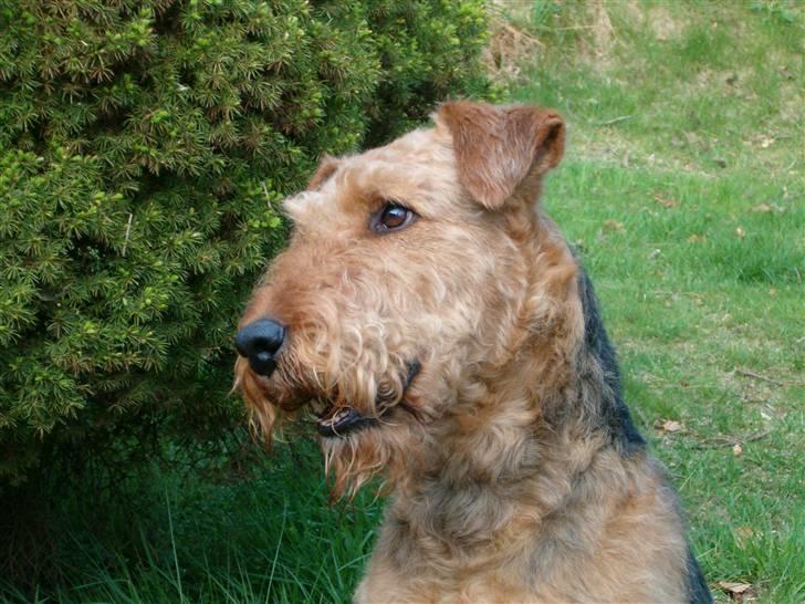 Airedale terrier Zeus - R.I.P 2002-2009 billede 7