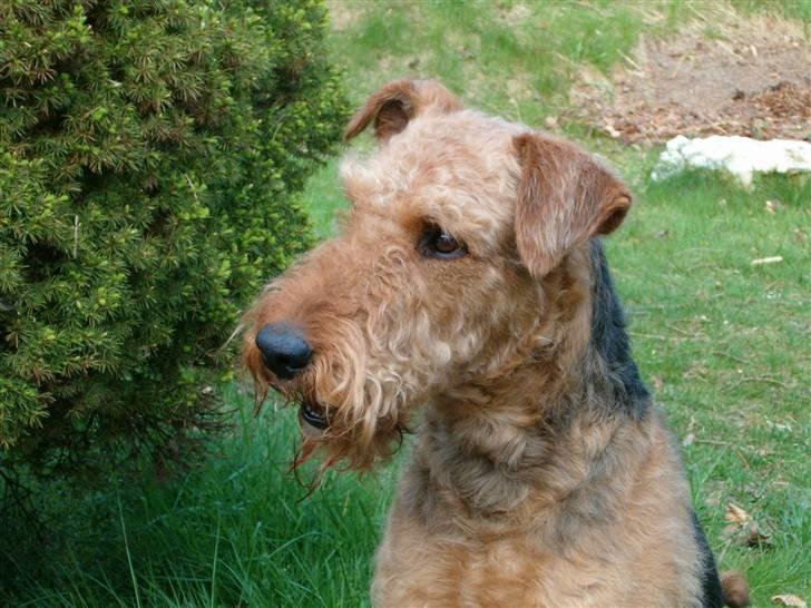 Airedale terrier Zeus - R.I.P 2002-2009 billede 8