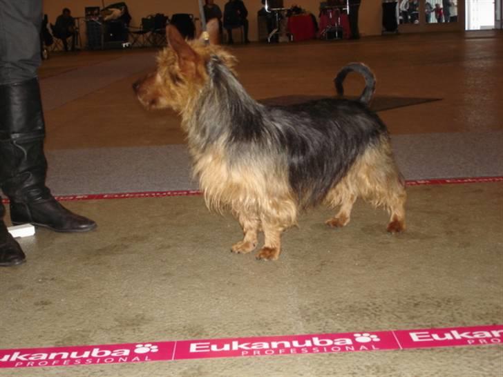 Australsk terrier Paddington - Herning  8-11-08.1 plads i junior klassen billede 13