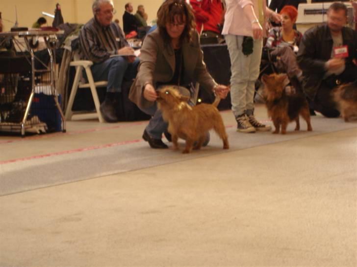 Australsk terrier Paddington - min veninde Daisy var også med.Hun fik  "very good " billede 14